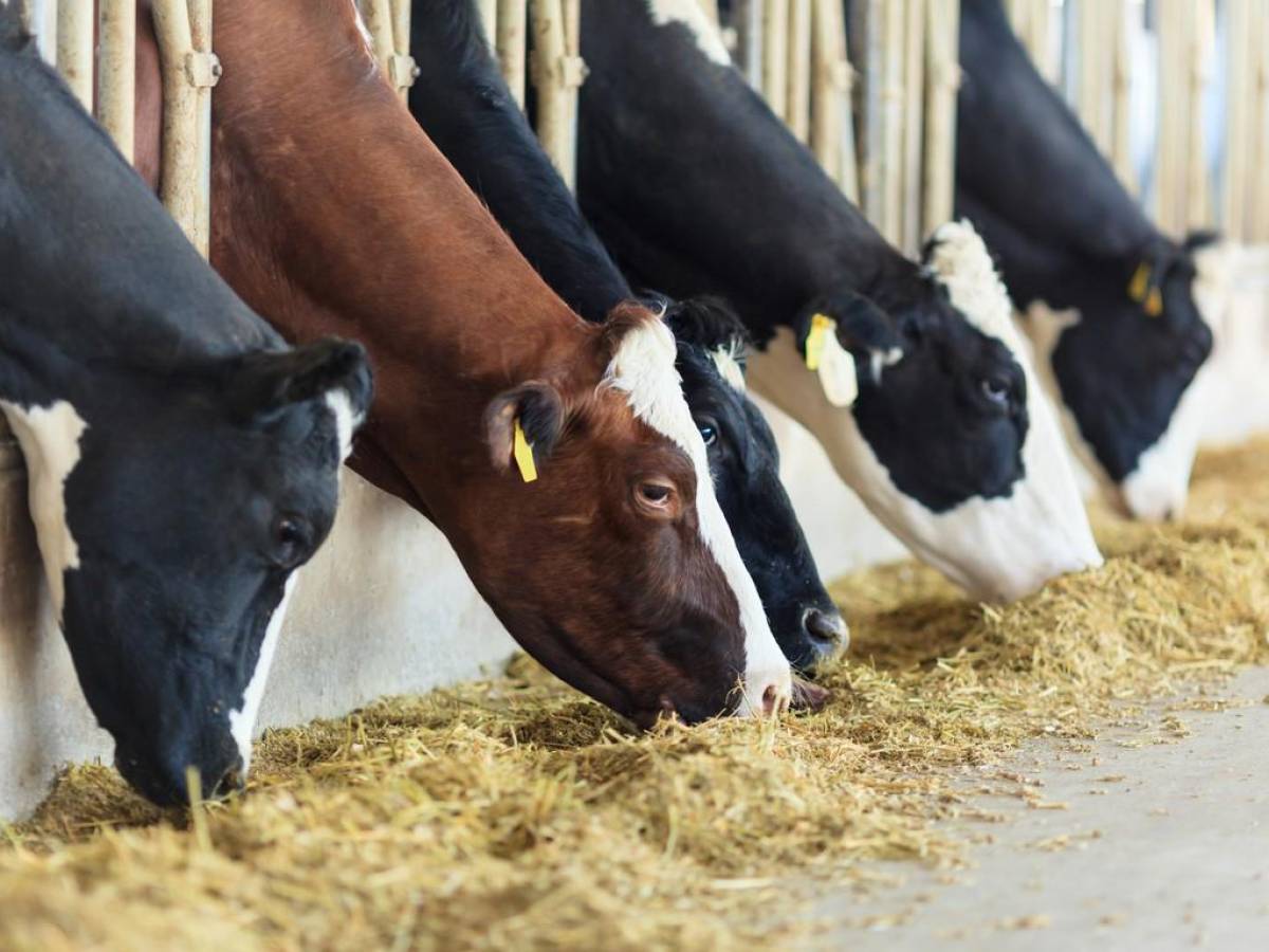 Valor De Las Exportaciones De Carne De Costa Rica Crecieron Un 515 En