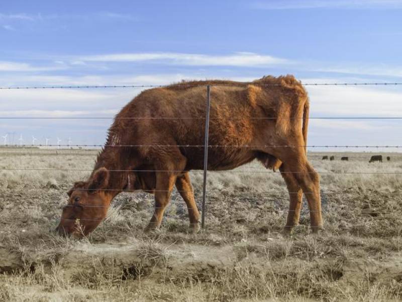 Más de 1 000 vacas han muerto por sequía en Honduras a la fecha