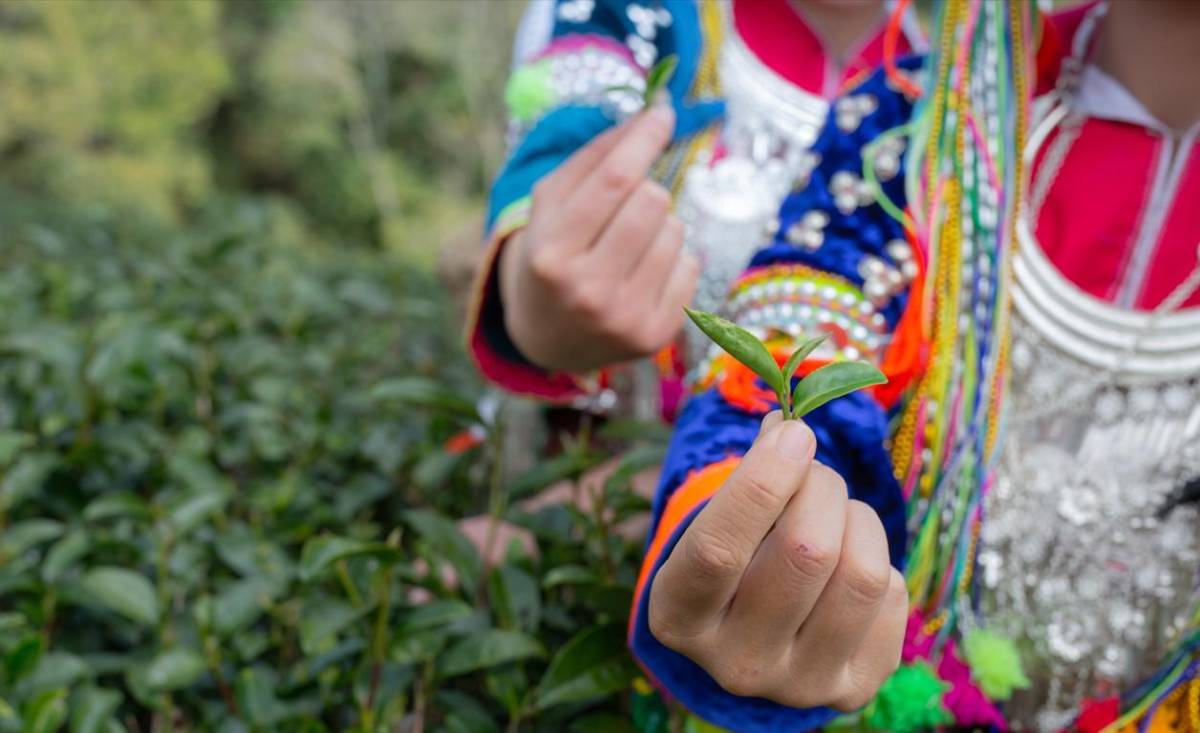 Informe: Centroamérica ha perdido 600.000 hectáreas de bosque entre 2015 y 2022