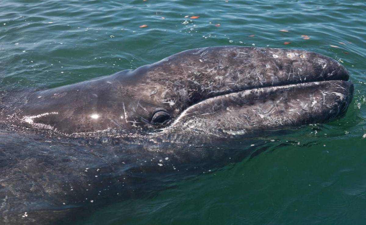 Las ballenas grises se han encogido de tamaño en los últimos años