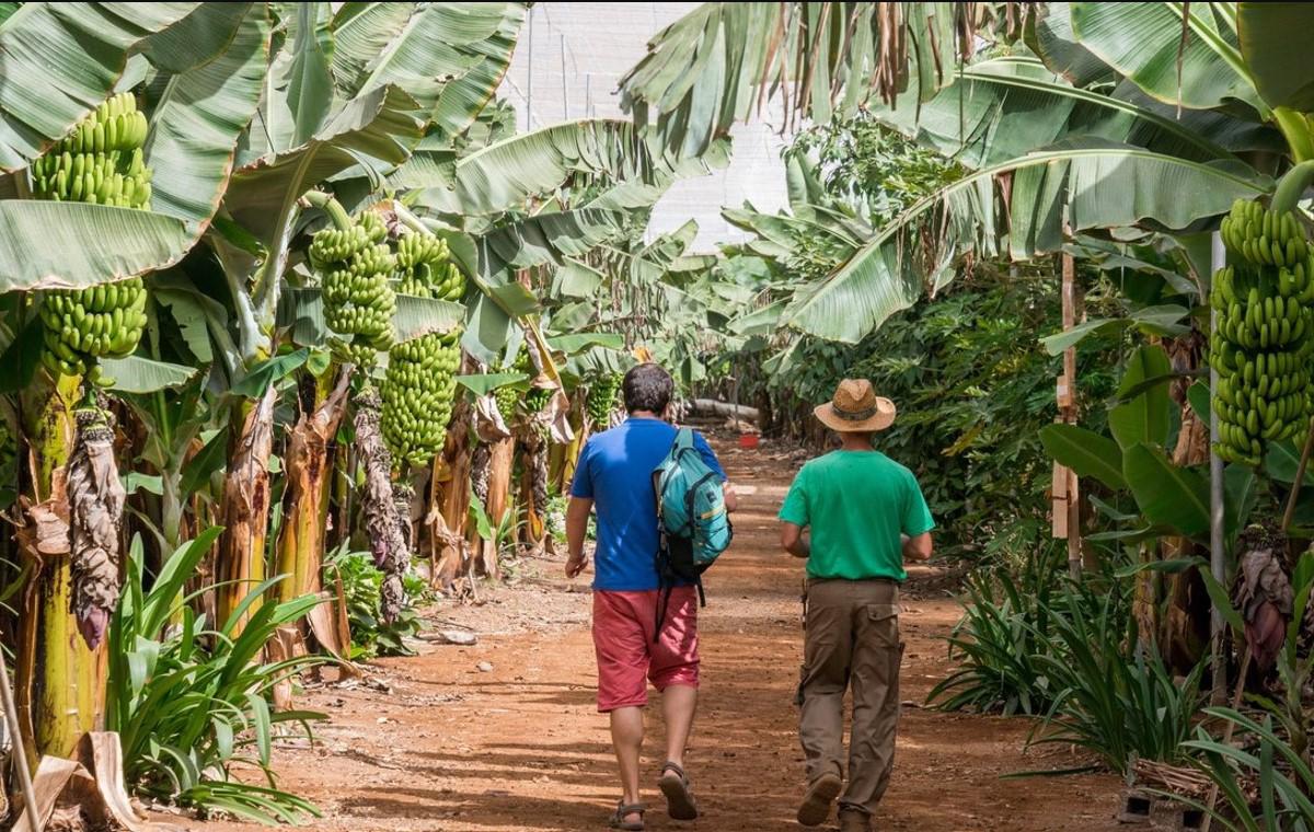 Sector bananero de Costa Rica reporta más de 500 despidos por depreciación del dólar