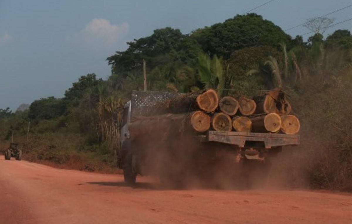 La demanda mundial de madera en rollo podría aumentar hasta un 49 % al 2050