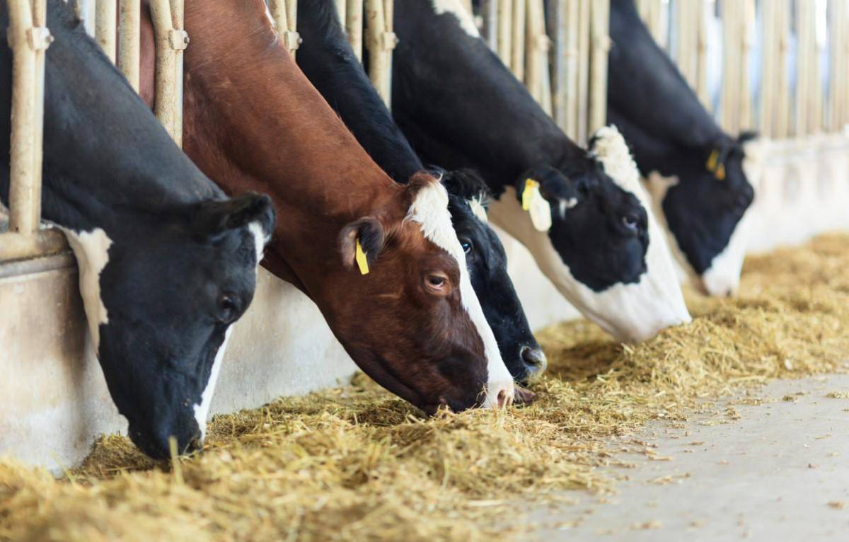 Las exportaciones de carne bovina de Costa Rica repuntan 4,1 % a abril