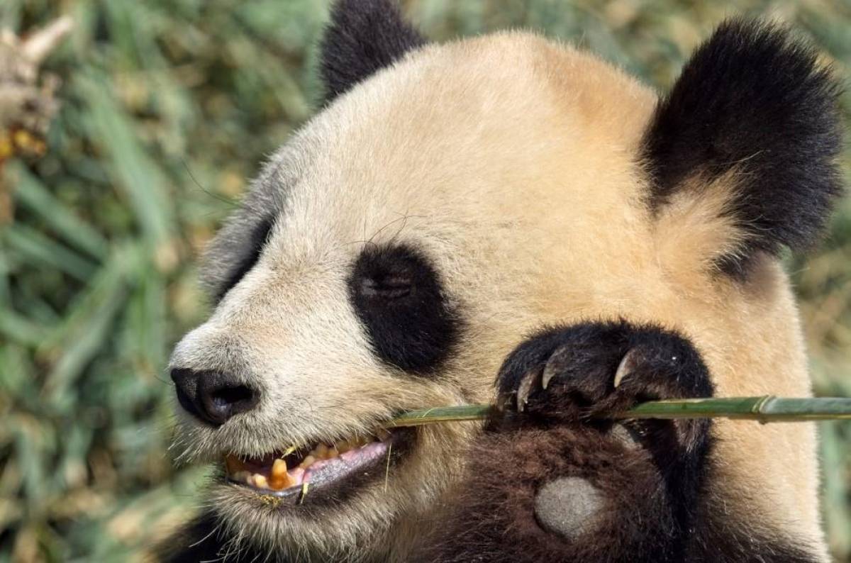 Vuelve la diplomacia panda China envia dos osos a Washington