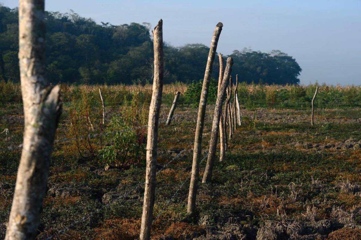 Proyecto de agrícola del IICA beneficia a más de 4.000 productores centroamericanos