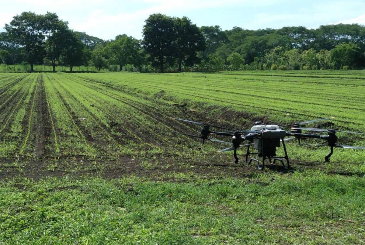 Drones, los nuevos colaboradores de la agricultura hondureña