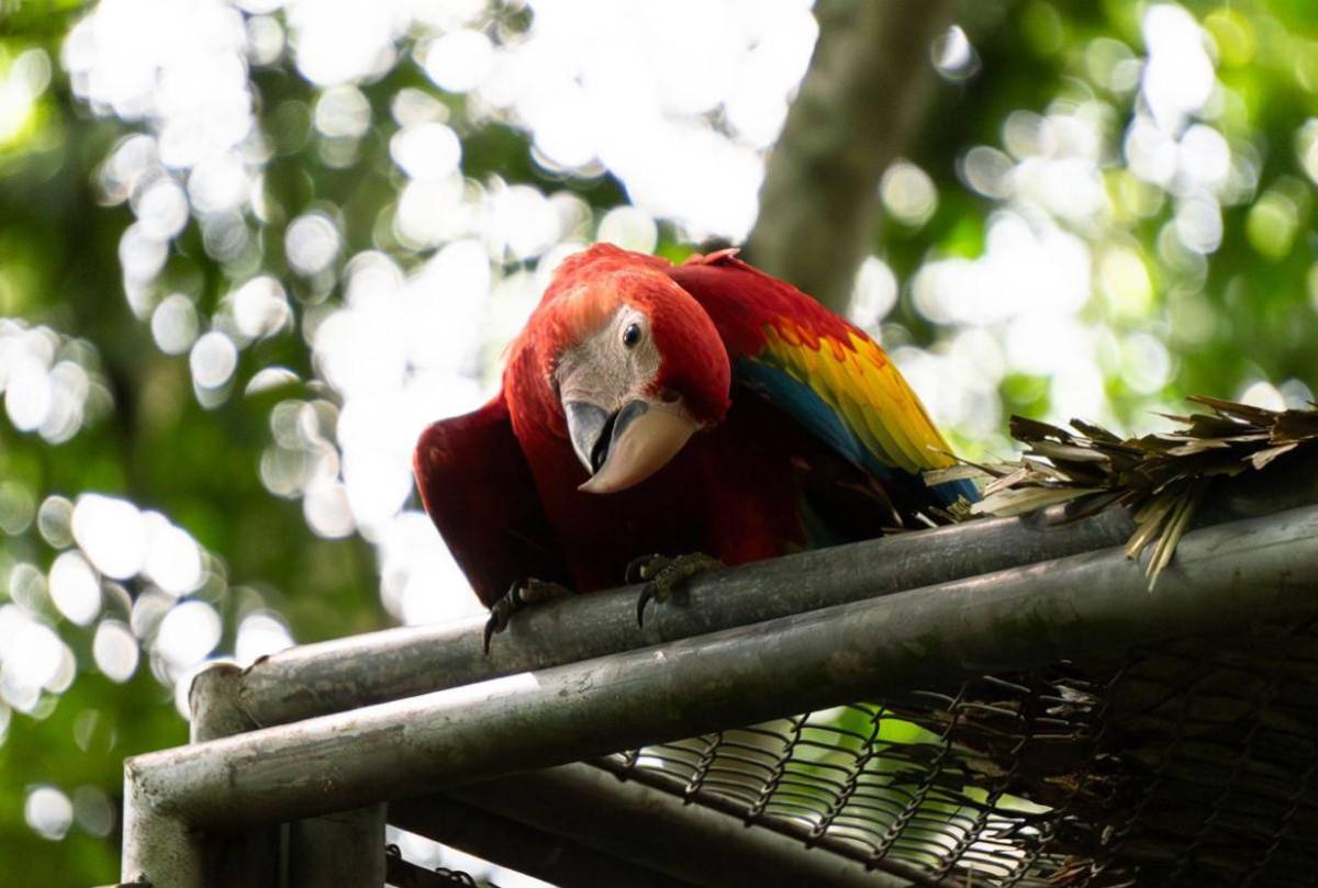 Liberan pichones de guacamaya roja en Reserva de la Biósfera Maya