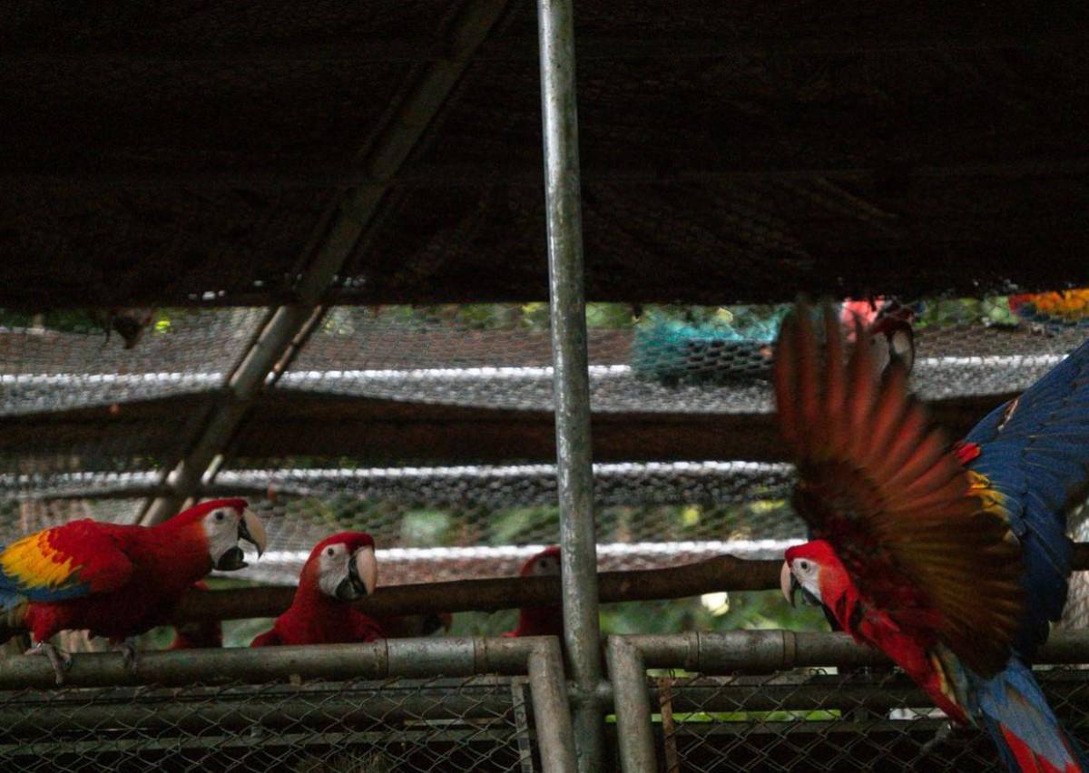 Liberan pichones de guacamaya roja en Reserva de la Biósfera Maya