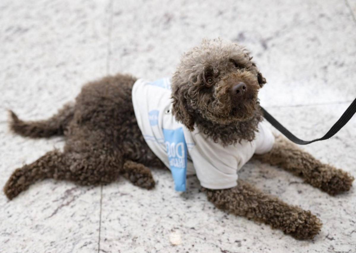 Perros desestresan a los pasajeros en el Aeropuerto de Estambul