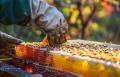 En Guatemala, la oferta nacional de miel de abeja estima una producción de 2381.84 toneladas. Foto cortesía