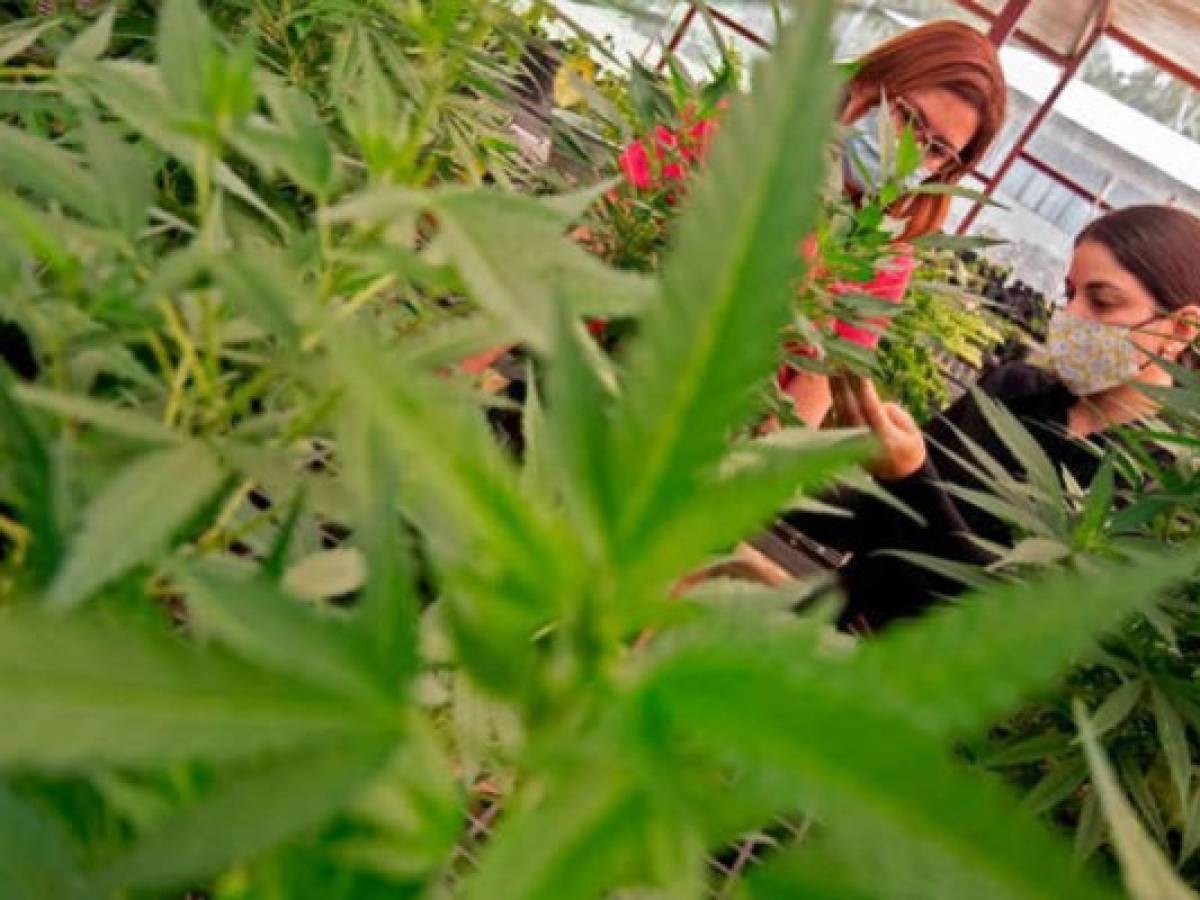 Parlamento de Costa Rica aprueba legalización del cannabis medicinal tras revisar veto presidencial