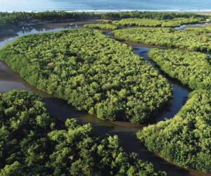 Bancoagrícola abre La Cuenta del Mar para proteger los manglares en El Salvador