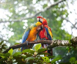 Fundación de Parques Nacionales de Costa Rica , 45 años de herencia natural