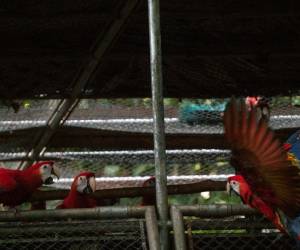 <i>10 pichones de guacamaya roja (Ara macao cyanoptera), especie altamente amenazada y vulnerable en Guatemala, fueron liberados en el corazón de la Reserva de la Biosfera Maya (RBM), en el Parque Nacional La Laguna del Tigre.</i>