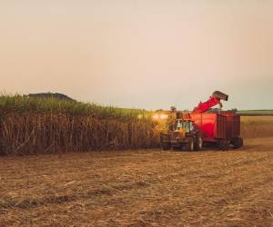 <i>Plantación de la cosecha de caña de azúcar en Brasil. FOTO Andree_Nery/istock</i>