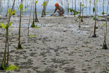 <i>Una mujer busca conchas en nuevas plantas de manglares en una playa de Banda Aceh el 22 de mayo de 2024. FOTO PRESIDENTE MAHYUDDIN / AFP</i>
