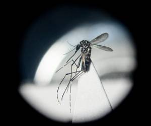 Se duplican casos de dengue en Panamá