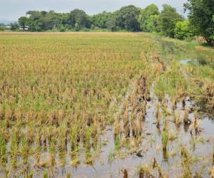 En la región centroamericana se pierde hasta un 20 % de la productividad agrícola por la sequía o las inundaciones. Foto de archivo