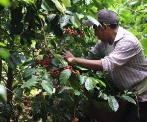 <i>Un hombre cosecha granos de café, el 19 de febrero de 2024, en la Hacienda La Esmeralda en Boquete (Panamá). El café panameño de variedad geisha, considerado de lujo, de la Hacienda La Esmeralda logró imponerse este jueves en una subasta electrónica privada al ser comprado a 7.532 dólares el kilogramo por la estadounidense George Howell Coffee Company. En concreto, el ganador fue el café del lote Nido San José con un peso de 10 kilogramos de esa Hacienda La Esmeralda en Panamá, la misma que organizó la subasta electrónica. FOTO EFE/ Marcelino Rosario</i>