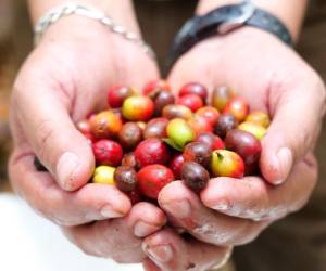 <i>El financiamiento del proyecto proviene, en su primera fase, de los fondos del Bono Cafetalero 2023. FOTO SAG-HONDURAS</i>