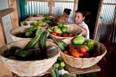 <i>Los miembros del proyecto 'Canasta Campesina' seleccionan vegetales orgánicos en Comasagua, 30 km al suroeste de San Salvador, El Salvador, el 13 de noviembre de 2013. AFP FOTO / José CABEZASJosé CABEZAS / AFP</i>