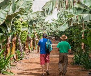 <i>Sector agropecuario genera 500.000 empleos directos e indirectos y, particularmente, el sector bananero y las exportaciones representan alrededor de 150.000 empleos directos e indirectos. FOTO E&amp;N</i>