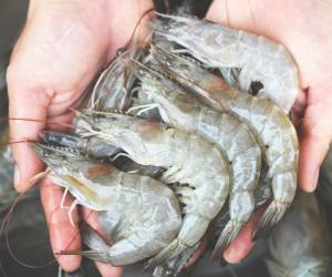 Se reportan menores volúmenes exportados de café, aceite crudo de palma y camarones. Foto de iStock