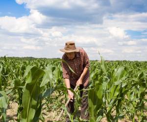 Otorgan financiamiento por US$316.000 a mipymes agrícolas de El Salvador