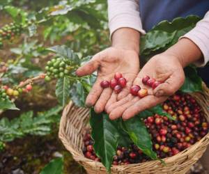 El café representa para el país más del 5 % del PIB y cerca del 30 % del PIB agrícola de Honduras. Foto de iStock