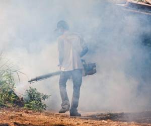 Entre enero y mediados de julio de 2024, se han notificado casi 7.700 casos confirmados de Oropouche en cinco países. Foto de iStock