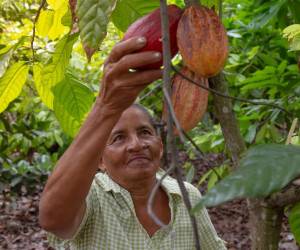 ¿A quién benefician los precios récord del cacao?