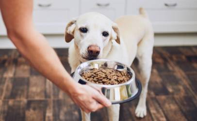 Los dueños de mascotas están gastando más en servicios como guardería, alojamiento y aseo. Foto de iStock