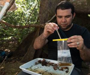 El istmo centroamericano necesita repensar una estrategia de combate integral contra el dengue. Foto cortesía