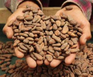 <i>En El Salvador se tiene una producción de cacao de 1.500 toneladas anuales con más de 3.000 hectáreas cultivadas. Foto cortesía de Alianza Cacao</i>