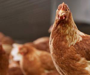 Anualmente los países latinoamericanos consumen 25,5 millones de toneladas de carne de pollo. Foto de Bart Nijs Fotografie