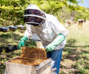 Producción de miel ayuda a comunidad de Costa Rica y conquista mercados