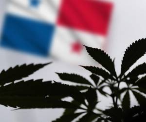 Panamá podrá importar medicamentos a base de cannabis