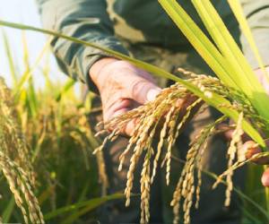 Se prevé que la producción mundial de arroz alcanzará el récord de 535,1 millones de toneladas. Foto de iStock