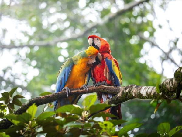 Fundación de Parques Nacionales de Costa Rica , 45 años de herencia natural