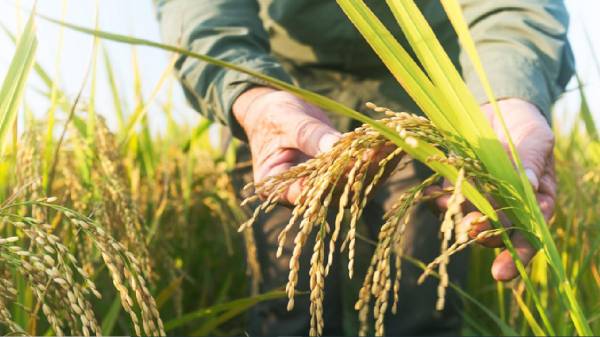 Se prevé que la producción mundial de arroz alcanzará el récord de 535,1 millones de toneladas. Foto de iStock