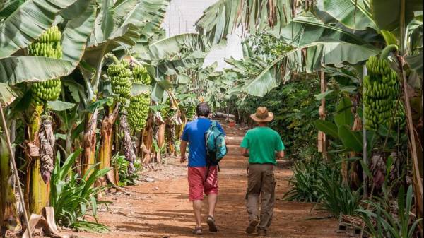 El banano de Costa Rica se diferencia por la forma sostenible en que se produce. Foto de iStock