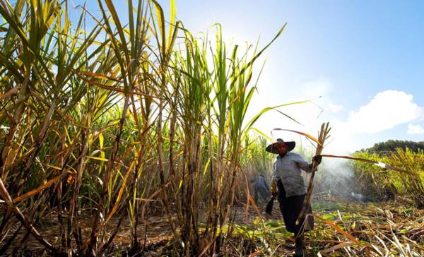 La caña de azúcar y el banano son los cultivos permanentes con mayor producción obtenida. Foto de Tarzan9280 / Getty Images