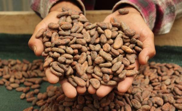 <i>En El Salvador se tiene una producción de cacao de 1.500 toneladas anuales con más de 3.000 hectáreas cultivadas. Foto cortesía de Alianza Cacao</i>