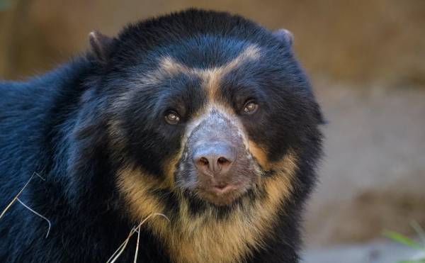 Perú monitorea con satélite a los osos de anteojos de Machu Picchu