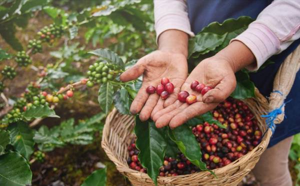 El café representa para el país más del 5 % del PIB y cerca del 30 % del PIB agrícola de Honduras. Foto de iStock