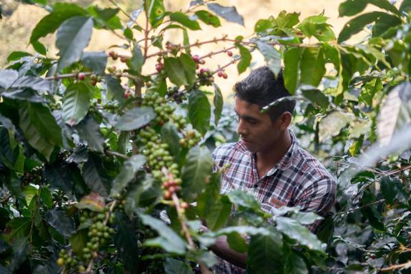 Honduras es el mayor productor del grano aromático de Centroamérica. Foto de iStock