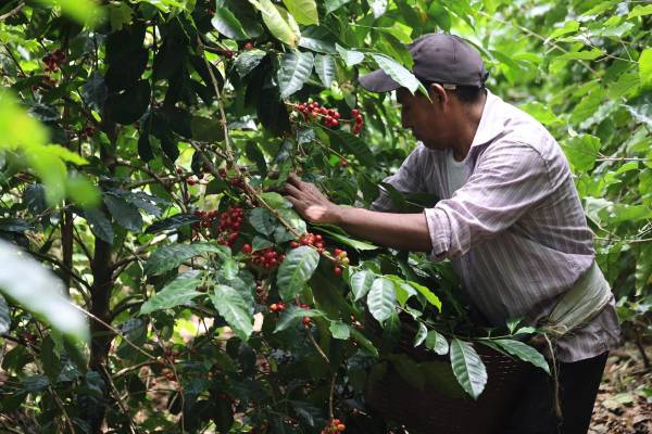 <i>Un hombre cosecha granos de café, el 19 de febrero de 2024, en la Hacienda La Esmeralda en Boquete (Panamá). El café panameño de variedad geisha, considerado de lujo, de la Hacienda La Esmeralda logró imponerse este jueves en una subasta electrónica privada al ser comprado a 7.532 dólares el kilogramo por la estadounidense George Howell Coffee Company. En concreto, el ganador fue el café del lote Nido San José con un peso de 10 kilogramos de esa Hacienda La Esmeralda en Panamá, la misma que organizó la subasta electrónica. FOTO EFE/ Marcelino Rosario</i>