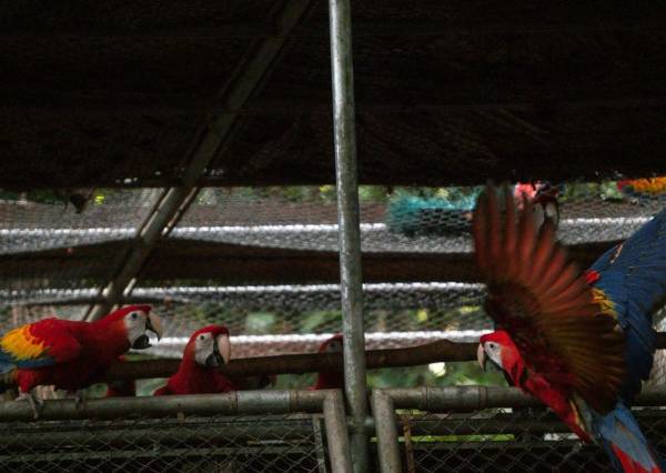 <i>10 pichones de guacamaya roja (Ara macao cyanoptera), especie altamente amenazada y vulnerable en Guatemala, fueron liberados en el corazón de la Reserva de la Biosfera Maya (RBM), en el Parque Nacional La Laguna del Tigre.</i>