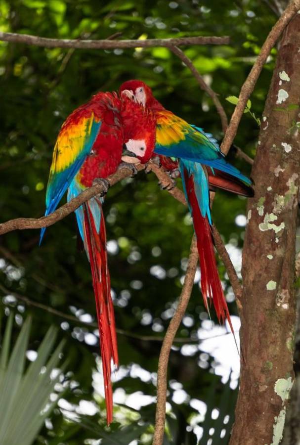 Liberan pichones de guacamaya roja en Reserva de la Biósfera Maya