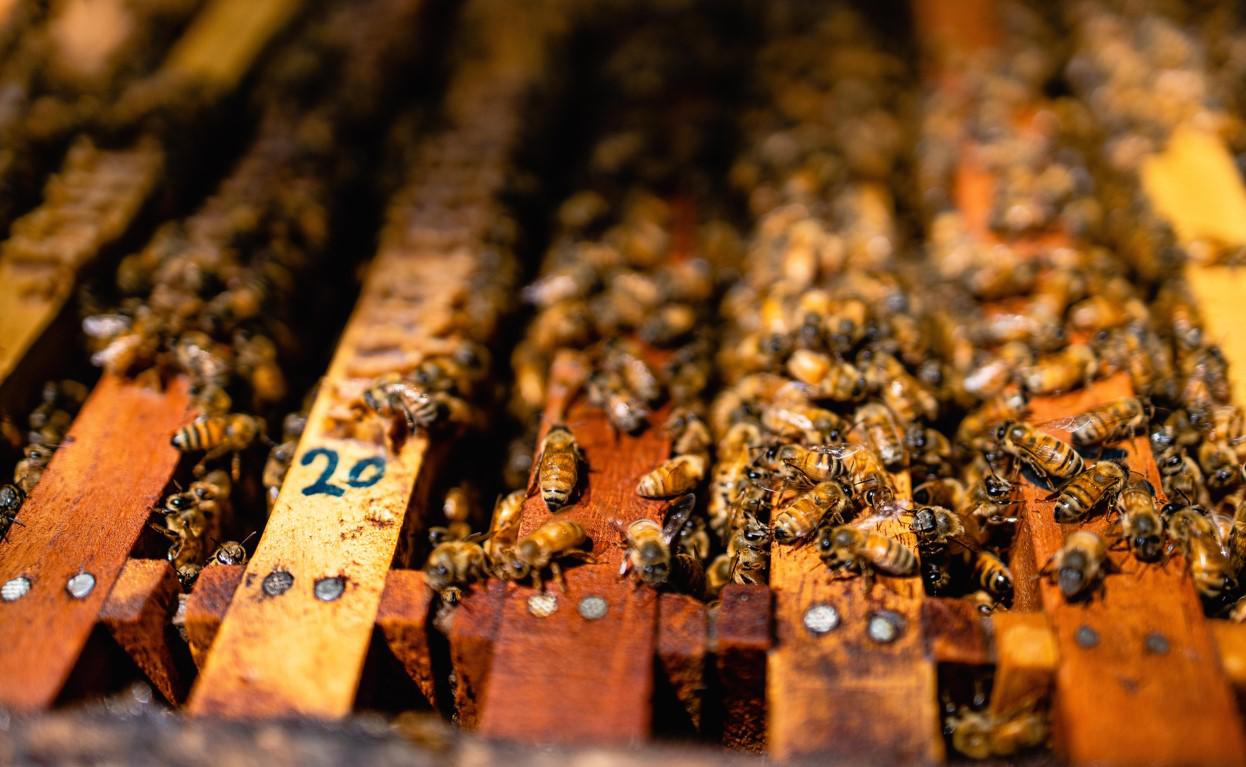 Producción de miel ayuda a comunidad de Costa Rica y conquista mercados